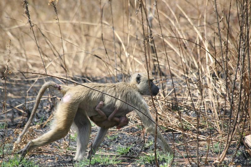 © Ossetrova Eugeniya - Image from the People in nature | Tanzania photography project