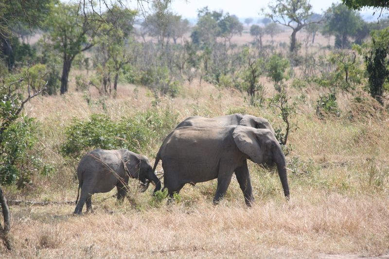 © Ossetrova Eugeniya - Image from the People in nature | Tanzania photography project