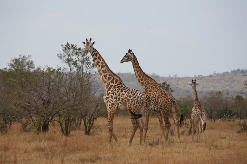 © Ossetrova Eugeniya - Image from the People in nature | Tanzania photography project