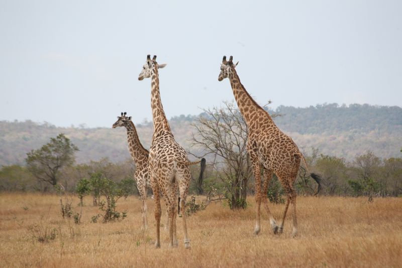© Ossetrova Eugeniya - Image from the People in nature | Tanzania photography project