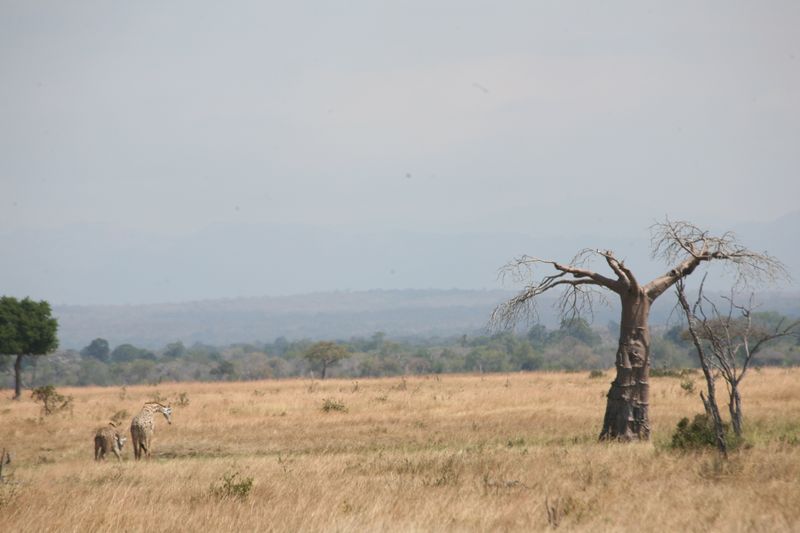 © Ossetrova Eugeniya - Image from the People in nature | Tanzania photography project