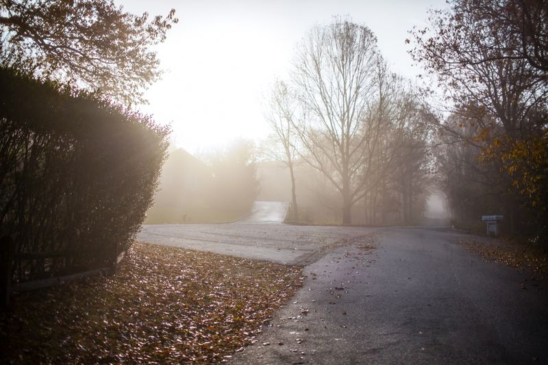 © Lindsay Morris - Early morning on the street in front of my house.