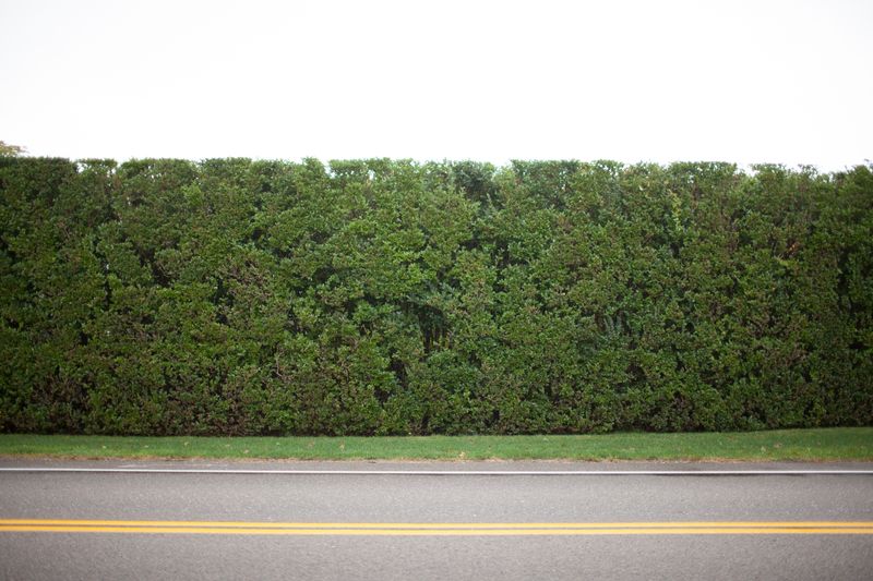 © Lindsay Morris - Some of our neighbors prefer to keep to themselves and grow thick hedges.