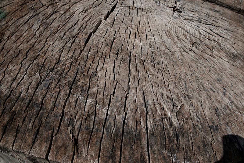 © ANASTASIA DUBRAVA - Image from the When the trees were big photography project