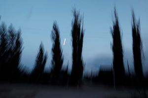 When the trees were big