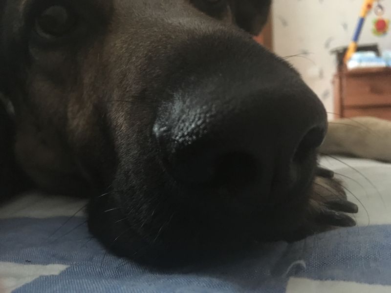 © ANASTASIA DUBRAVA - "Is it also my brother?!"