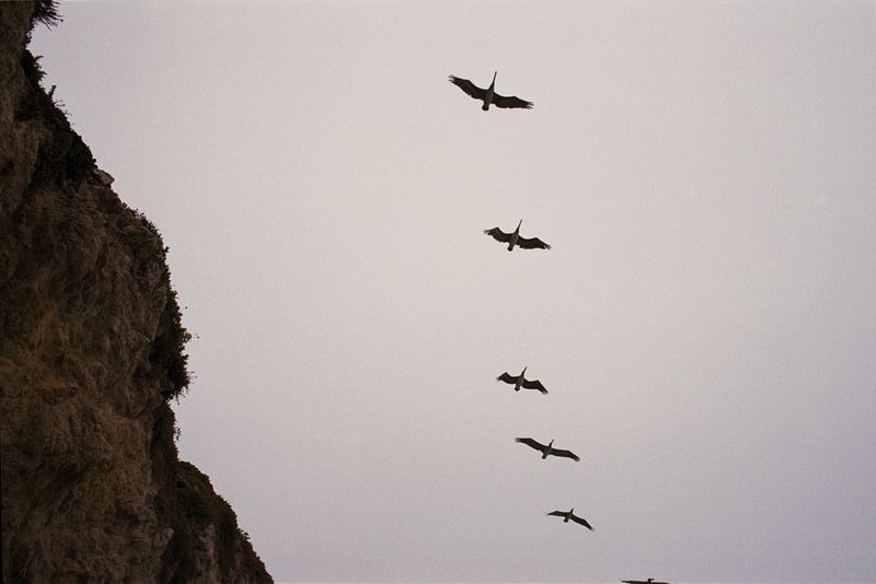 © Kaitlin Maxwell - The Birds, 2024