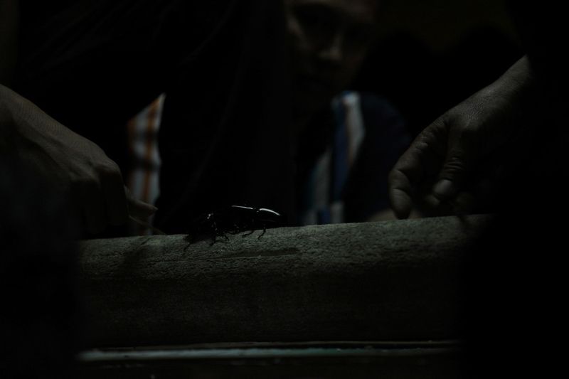 © Anne Kathrin Greiner - Image from the Sacred and Profane: Beetle Fighting in Northern Thailand photography project