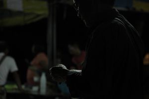 Sacred and Profane: Beetle Fighting in Northern Thailand