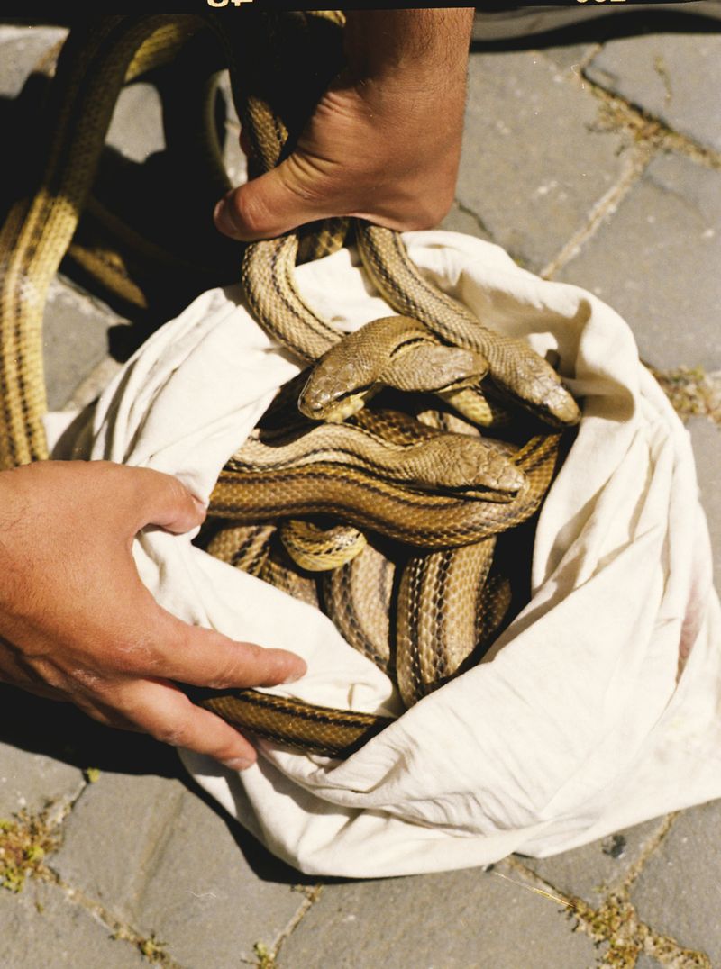 © claudia greco - Image from the Processione photography project