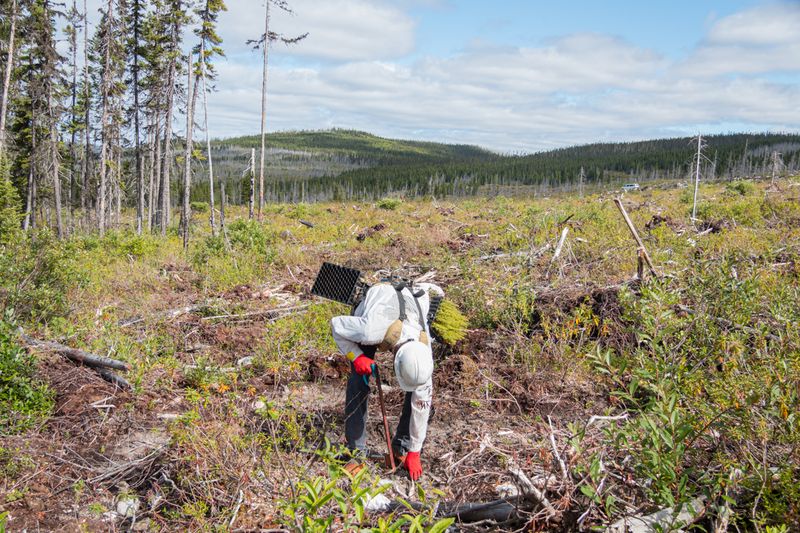 © sebastien michaud - Image from the Forest Gardeners part 2 photography project