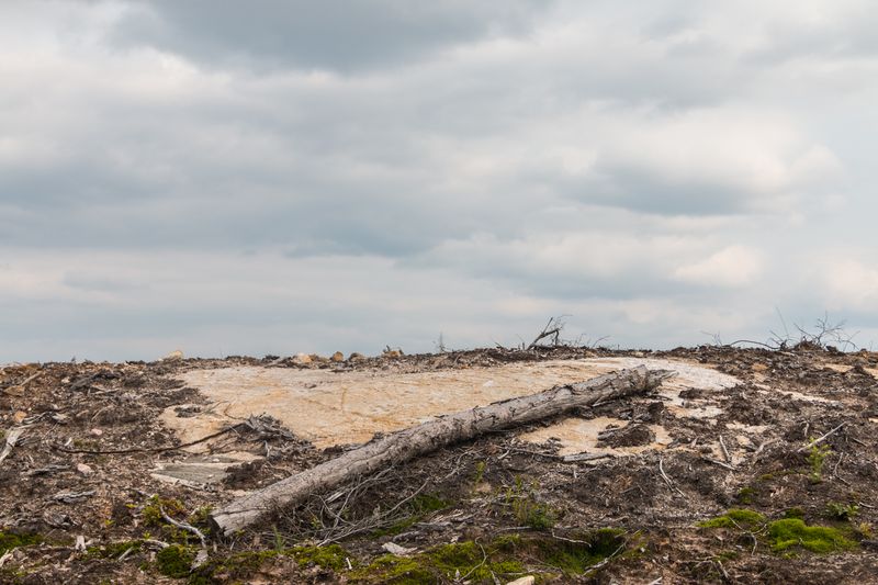 © sebastien michaud - Image from the Forest Gardeners part 2 photography project