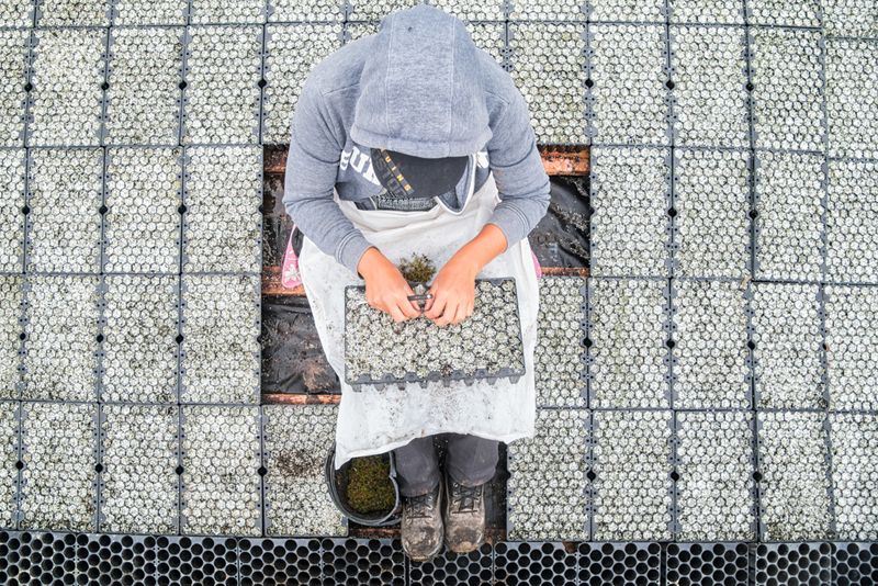 © sebastien michaud - Image from the Forest Gardeners part 1 photography project