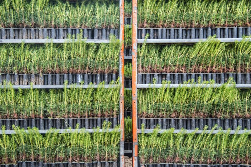 © sebastien michaud - Image from the Forest Gardeners part 1 photography project