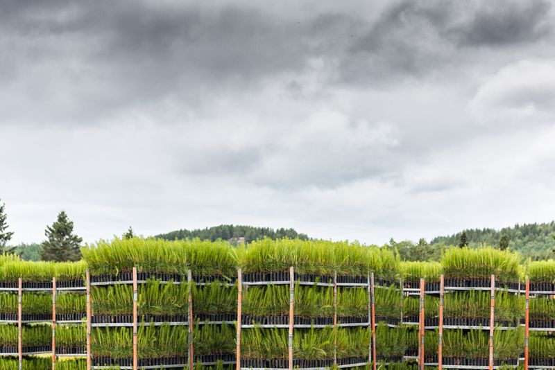 © sebastien michaud - Image from the Forest Gardeners part 1 photography project