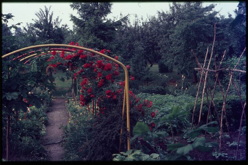 © Anne Ackermann - “Sick, weather-wise fresh, sunny and rainy. Runner bean laid.” -my father’s diary entry, summer 1988”