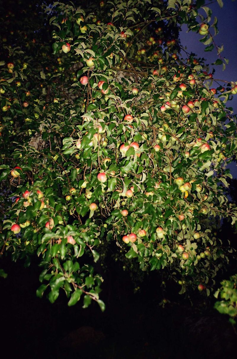 © Magdalena Malinowska - Image from the Kokko (working title) photography project