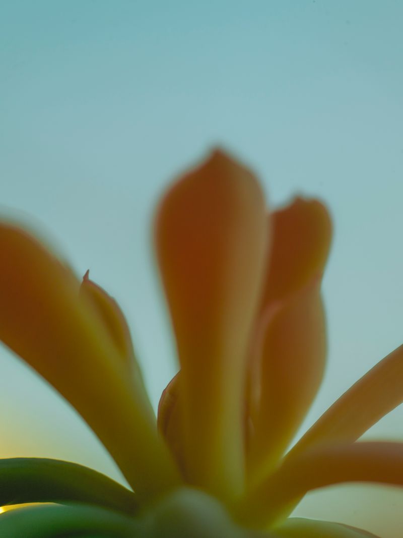 © Berglind Rögnvaldsdóttir - Image from the Móa photography project