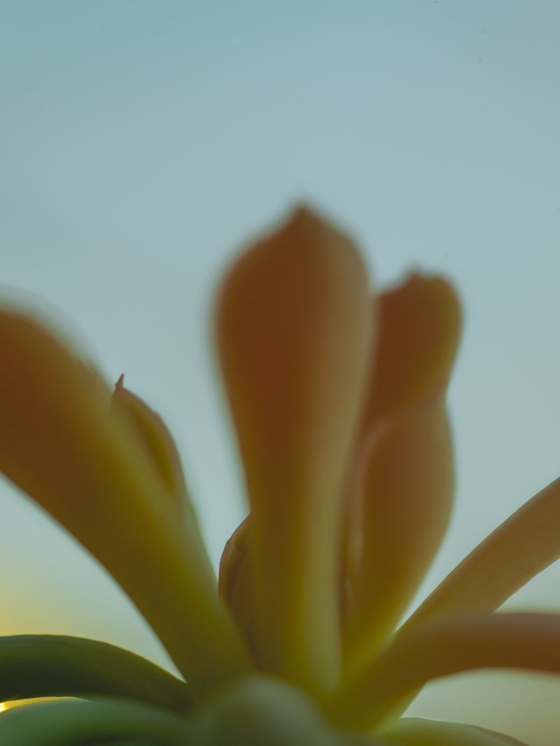© Berglind Rögnvaldsdóttir - Image from the Móa photography project