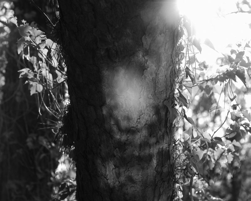 © Emilia Martin - Image from the I Saw A Tree Bearing Stones In A Place Of Apples And Pears photography project