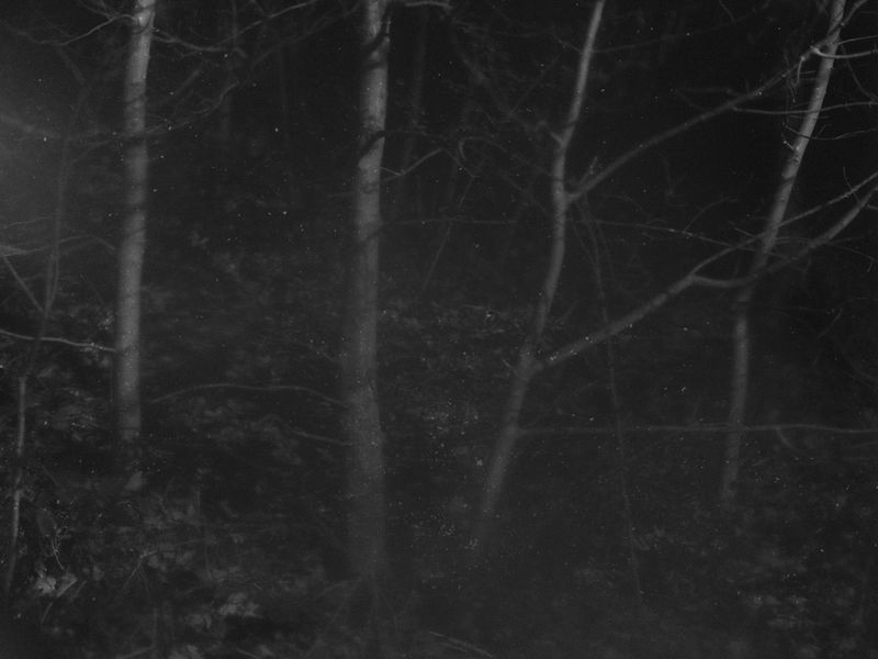 © Emilia Martin - Image from the I Saw A Tree Bearing Stones In A Place Of Apples And Pears photography project
