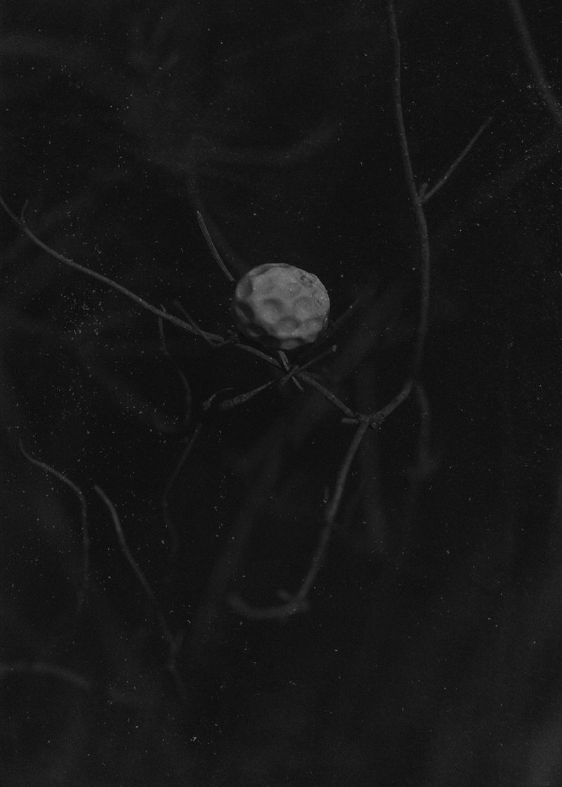 © Emilia Martin - Image from the I saw a tree bearing stones in the place of apples and pears photography project