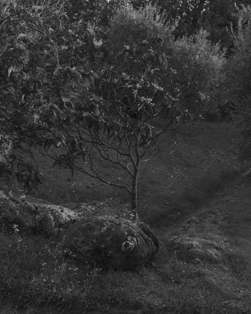 © Emilia Martin - Image from the I saw a tree bearing stones in the place of apples and pears photography project