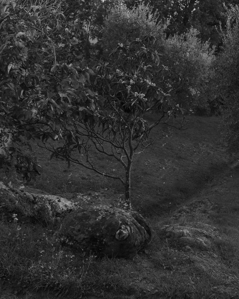 © Emilia Martin - Image from the I saw a tree bearing stones in the place of apples and pears photography project