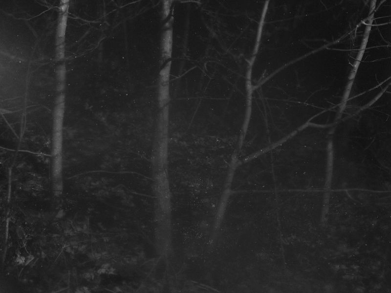 © Emilia Martin - Image from the I saw a tree bearing stones in the place of apples and pears photography project