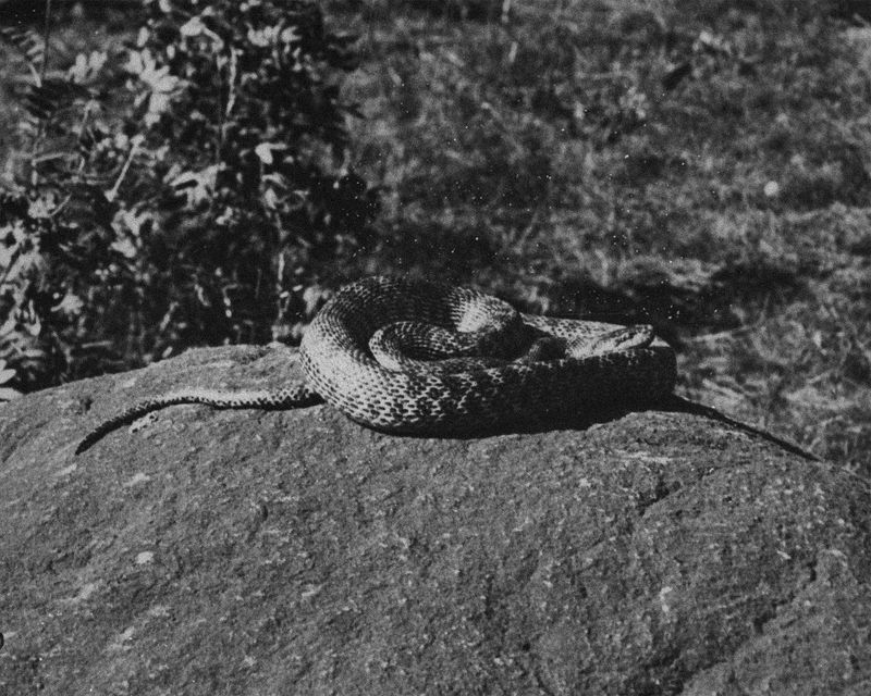 © Emilia Martin - Image from the I saw a tree bearing stones in the place of apples and pears photography project