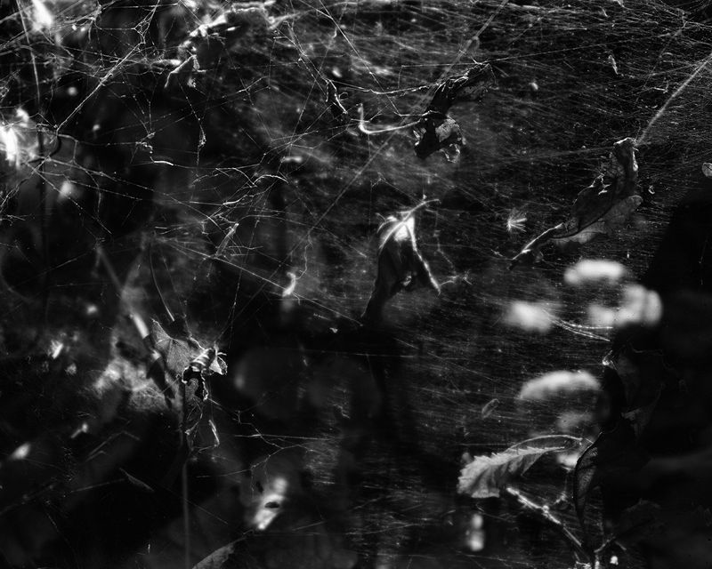 © Emilia Martin - "the archive" (2024)