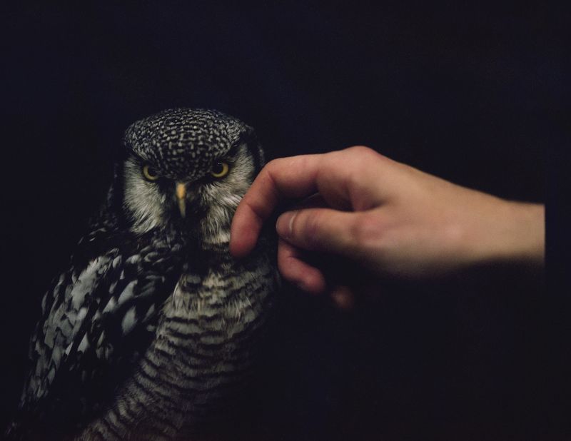 © Emilia Martin - Taming