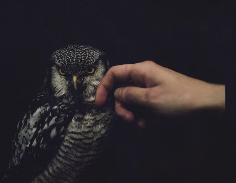 © Emilia Martin - Taming