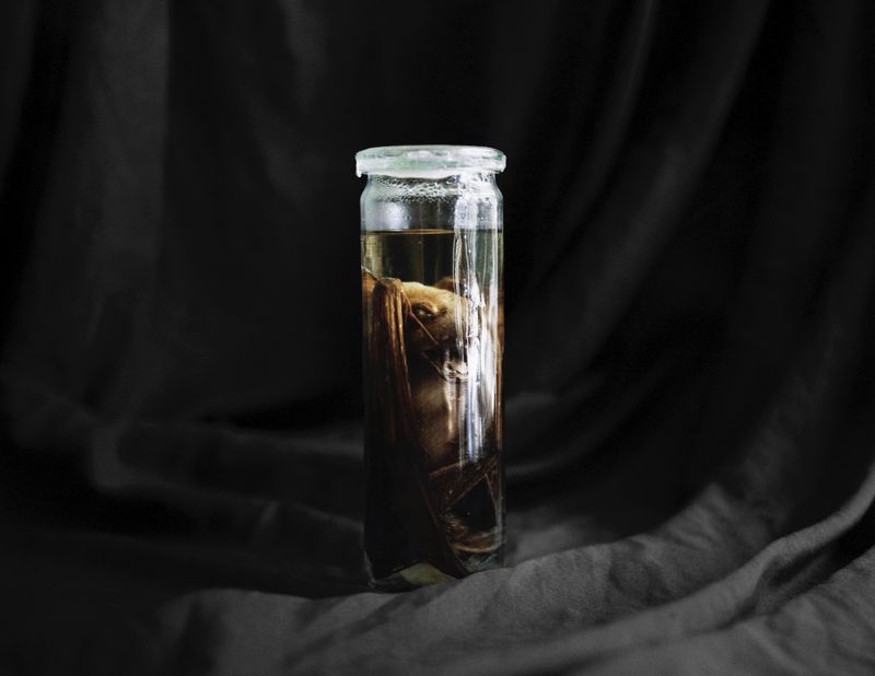 © Emilia Martin - Fruit Bat, Forever