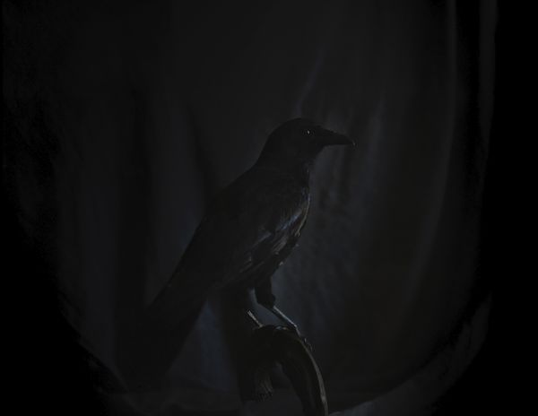 © Emilia Martin - The crow