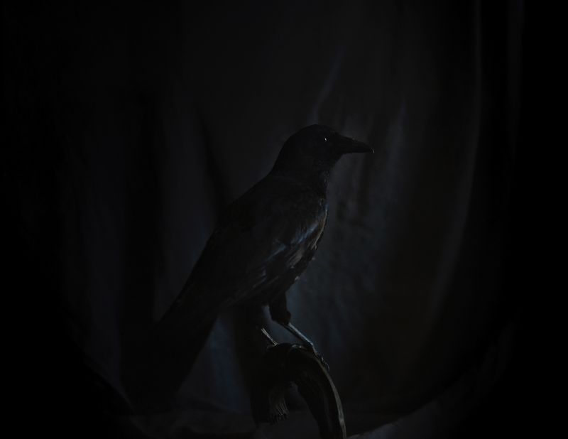 © Emilia Martin - The crow
