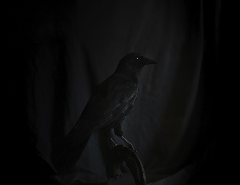 © Emilia Martin - Image from the Far from here, where darkness lies photography project