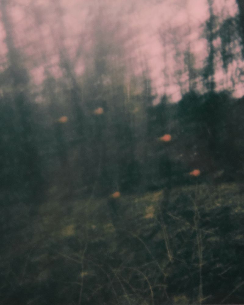 © Emilia Martin - Image from the The serpent's thread photography project