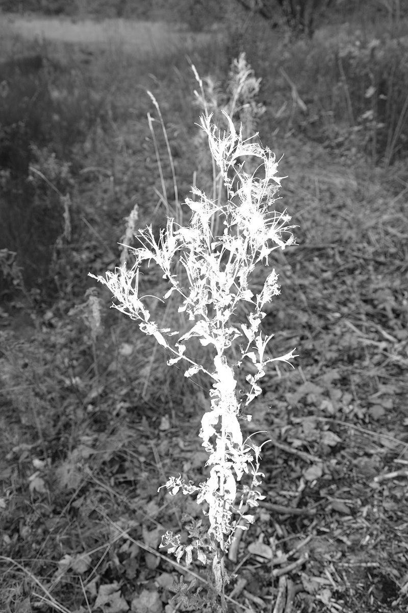 © Emilia Martin - "perennial plant in blossom" (2024)