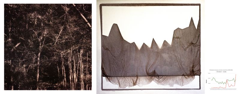 © Roberto Fernández Ibáñez - Image from the TO SAVE A FOREST photography project