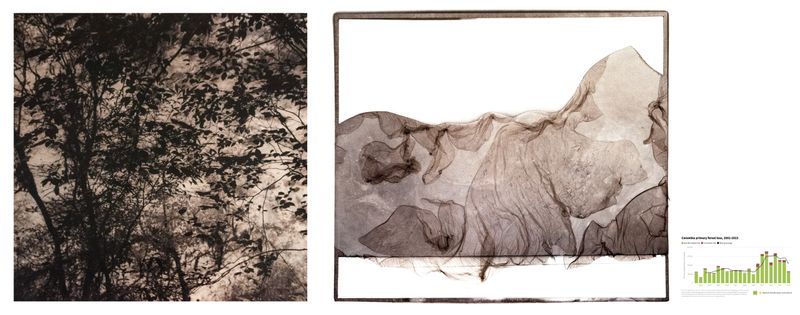 © Roberto Fernández Ibáñez - Image from the TO SAVE A FOREST photography project