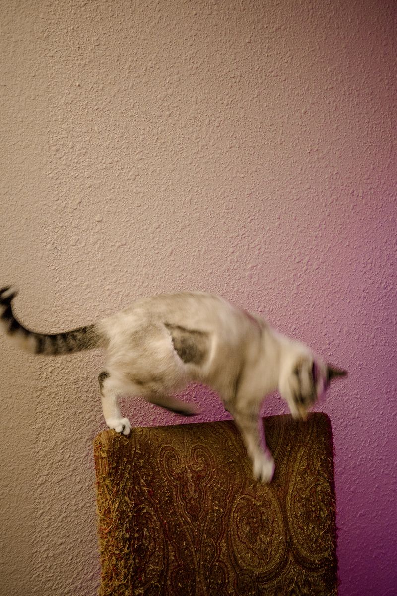© Jordan Gale - Cat with a surgery scar.