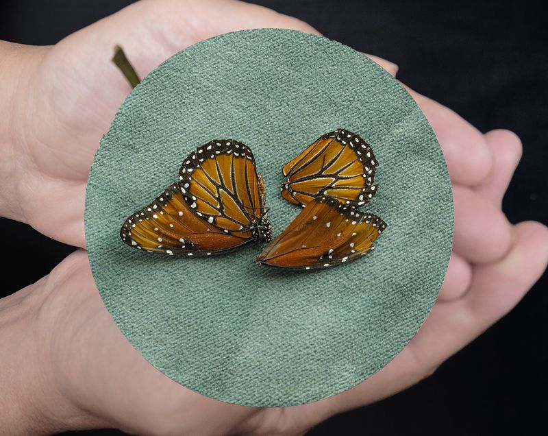 © Bea Zamora C - 16. Death of a Butterfly