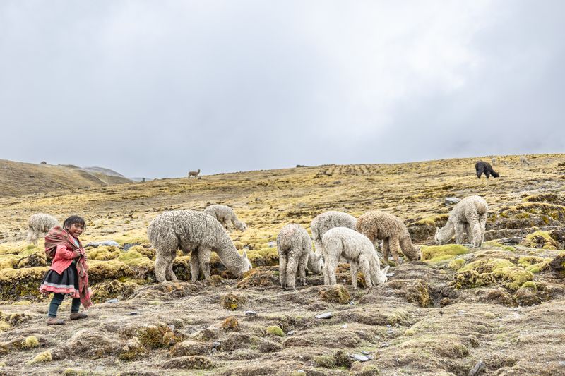 © Bardia Kabirifar - Cusco Department, Peru - A little girl shepherding her family's Alpaca herd.