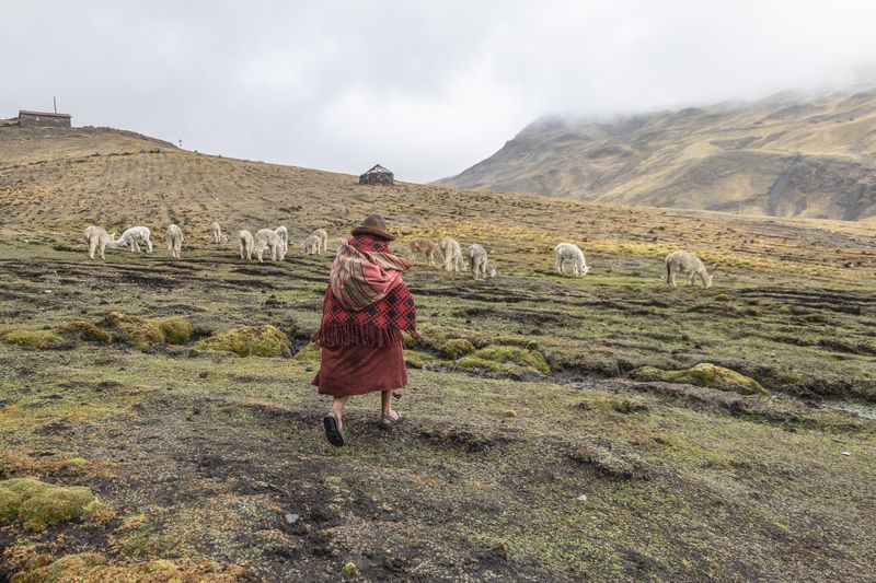 © Bardia Kabirifar - Cusco Department, Peru - Maria is shepherding her son's Alpaca herd.