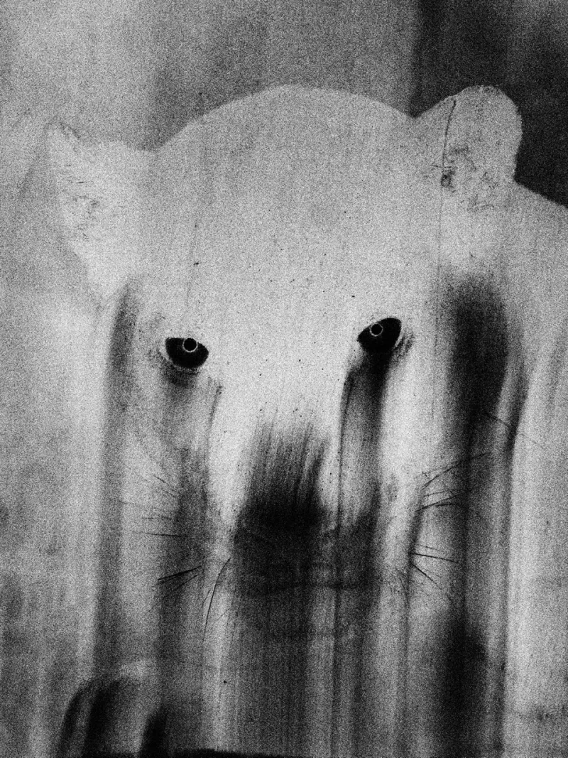 © Musuk Nolte