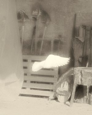 Embryo Platform Neonate 2026 Open Call