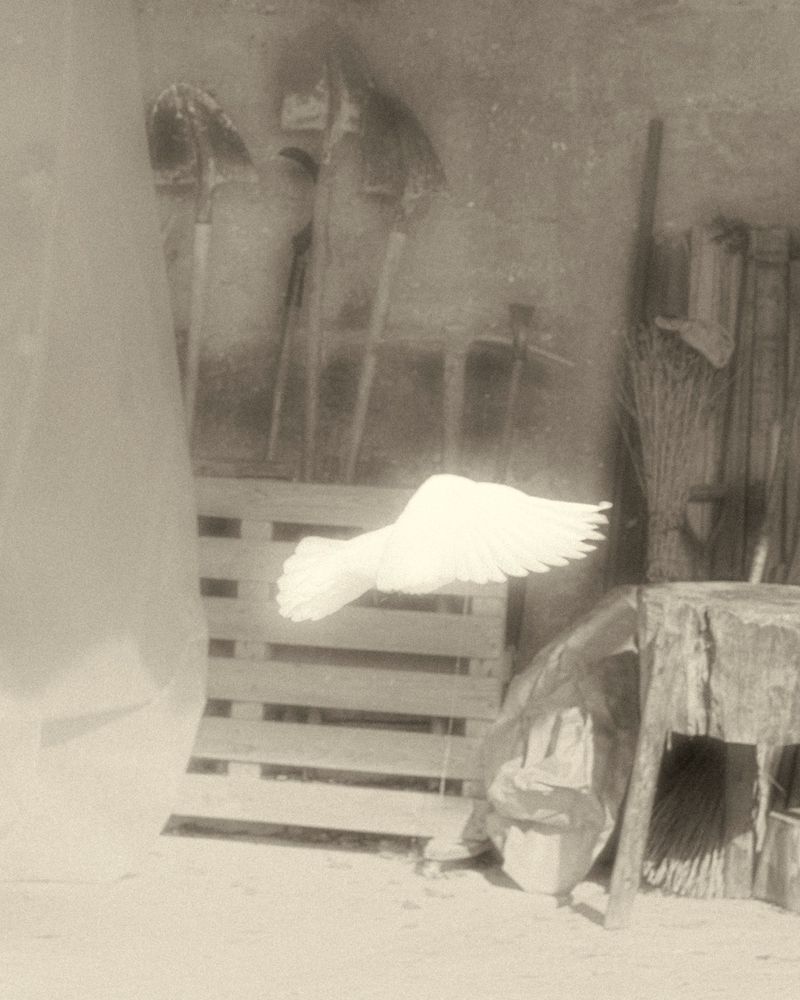 © Cinzia Laliscia