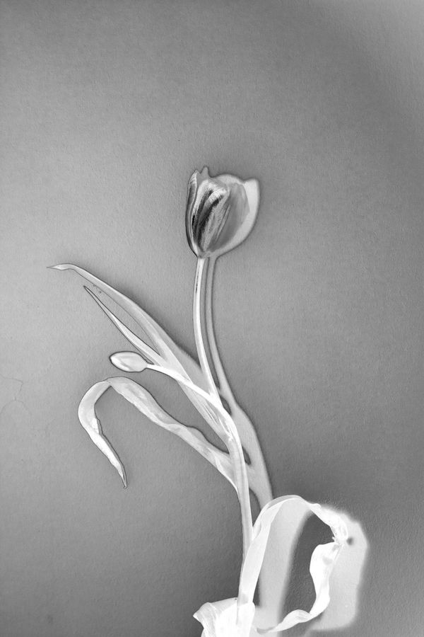 © Luna Grasso