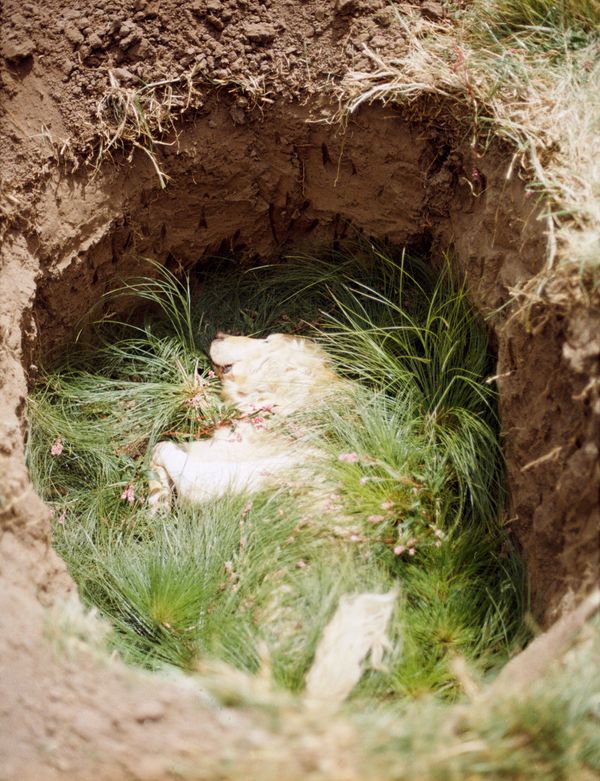 © Andy Allen-Olivar